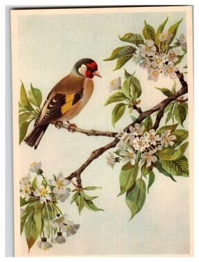 Vintage Goldfinch Bird on Blossoming Branch Art Postcard Unposted